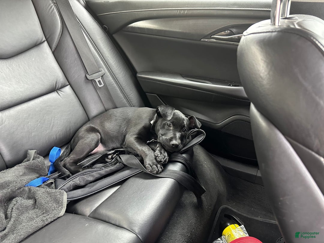 American Pit Bull Terrier dogs for sale: Nova - Image 6
