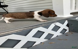 Miniature Dachshund dogs for sale: Akc Gracelyn - Image 2