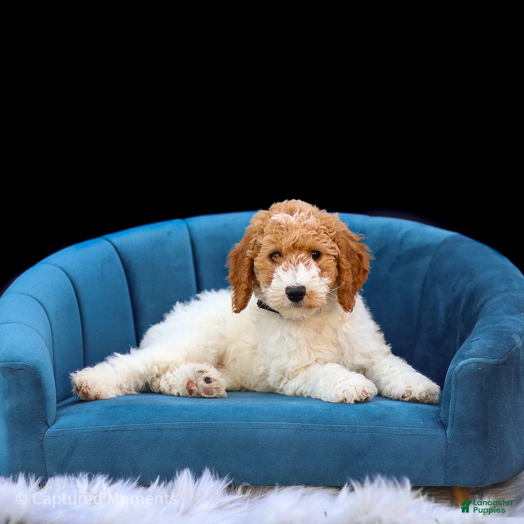 Standard Poodle dogs for sale: Rin - Image 10