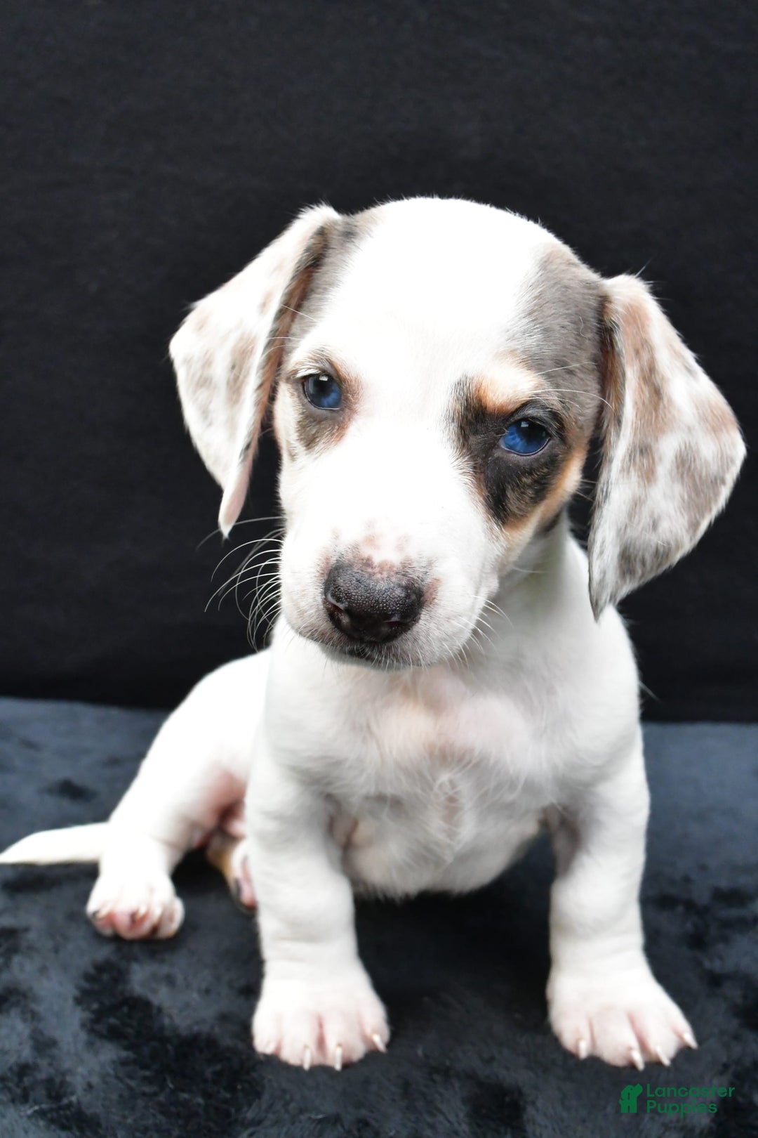 Miniature Dachshund dogs for sale: Jessica - Image 3