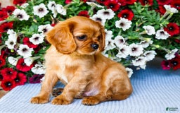 Cavalier King Charles Spaniel dogs for sale: Keegan - Image 8