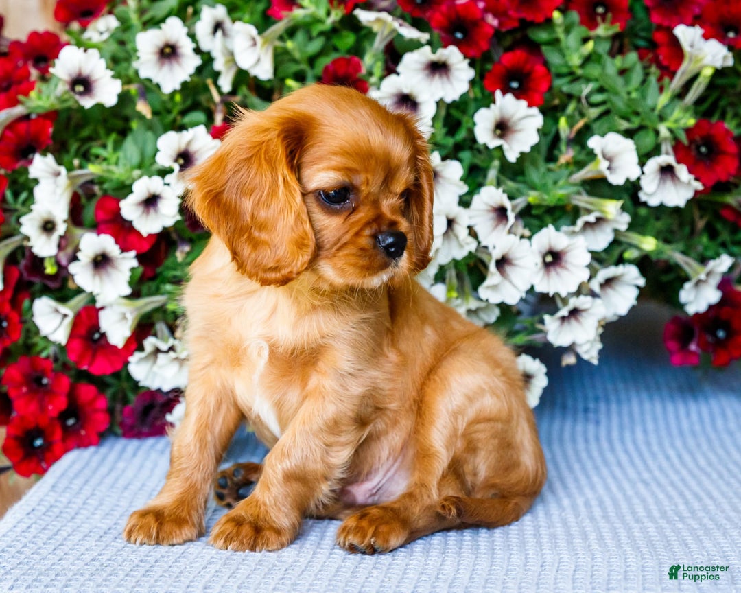Cavalier King Charles Spaniel dogs for sale: Keegan - Image 8