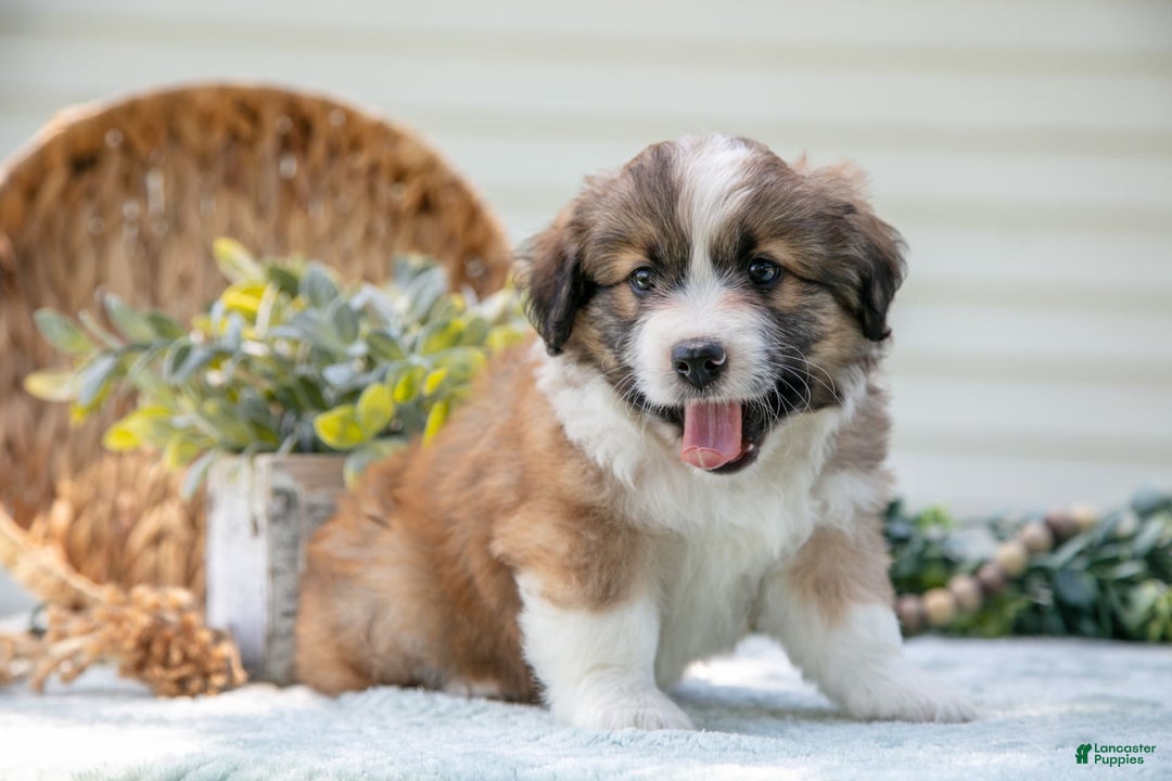 Mini Aussiedoodle dogs for sale: Roscoe - Image 5