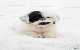 Cavapoo dogs for sale: Luka - Image 3