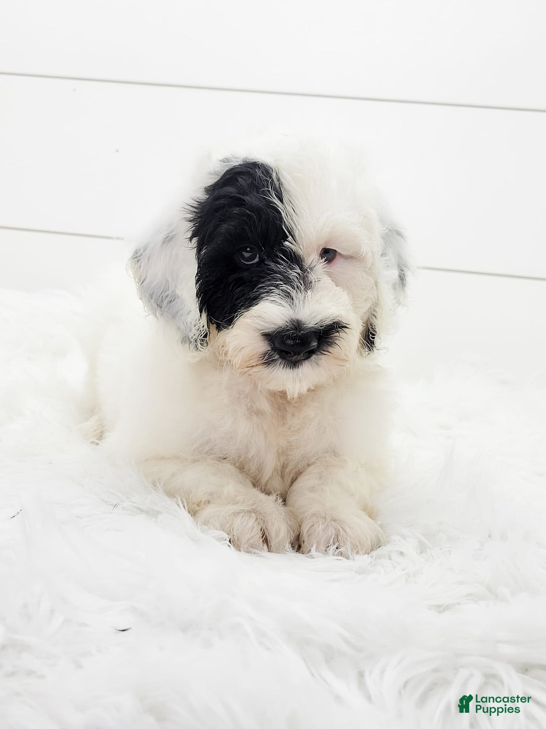Cavapoo dogs for sale: Luka - Image 3