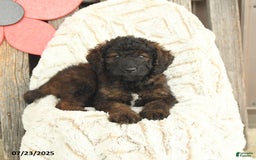 Mini Goldendoodle dogs for sale: Muffin - Image 2