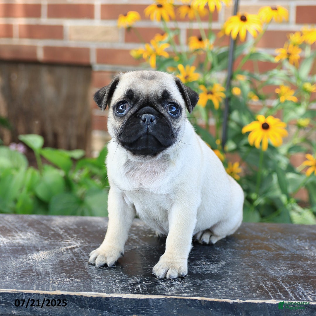 Pug dogs for sale: Bella - Image 2