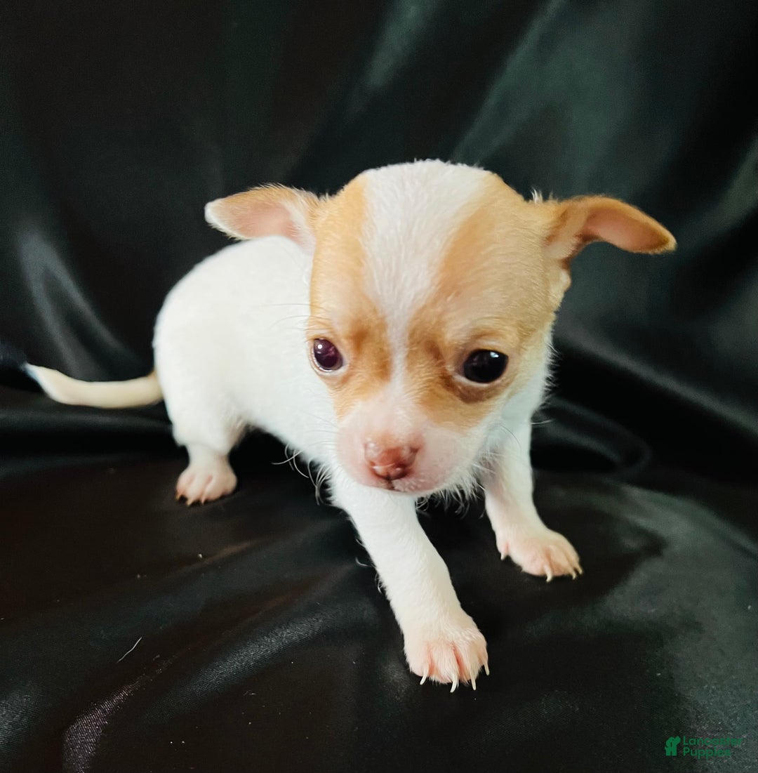Chihuahua dogs for sale: Penelope - Blue Eyed Dual Pedigreed - Image 5