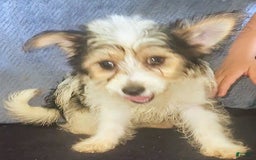 Yorkiepoo dogs for sale: Shirley - Image 4