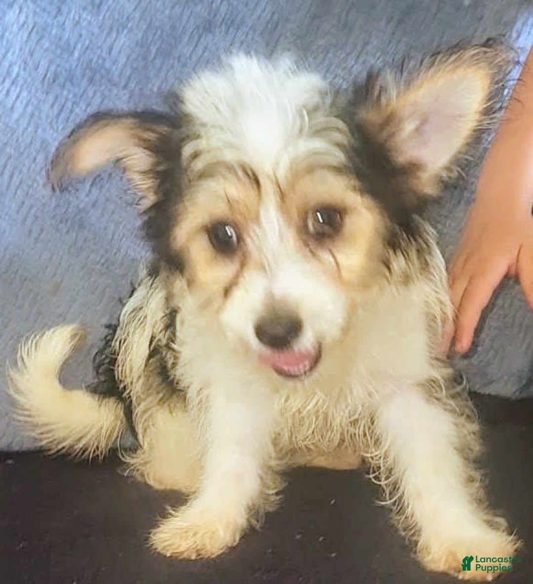 Yorkiepoo dogs for sale: Shirley - Image 4