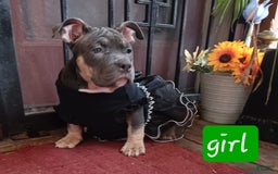 American Bully dogs for sale: Orange Col - Image 9