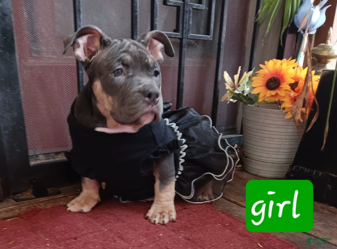 American Bully dogs for sale: Orange Col - Image 9