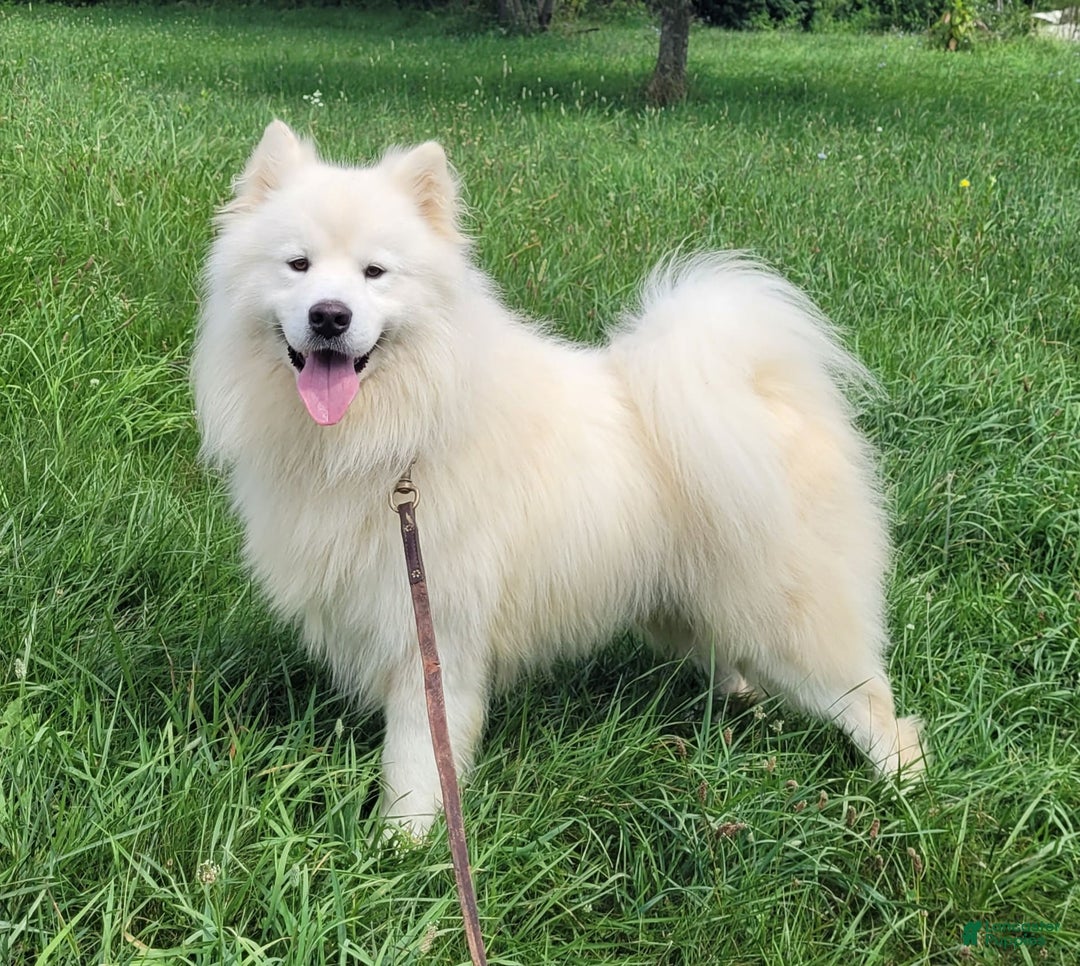 Samoyed dogs for sale: Richard - Image 11