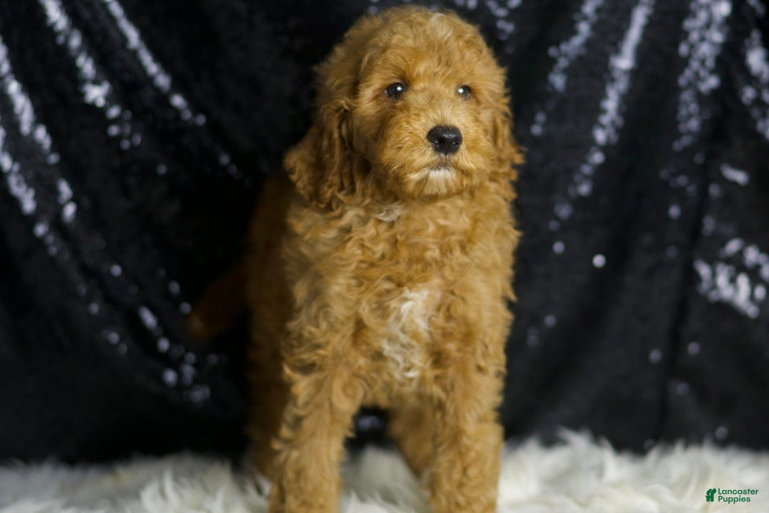Mini Goldendoodle dogs for sale: Chappy - Image 7