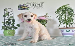 Schnoodle dogs for sale: Stacy - Image 10