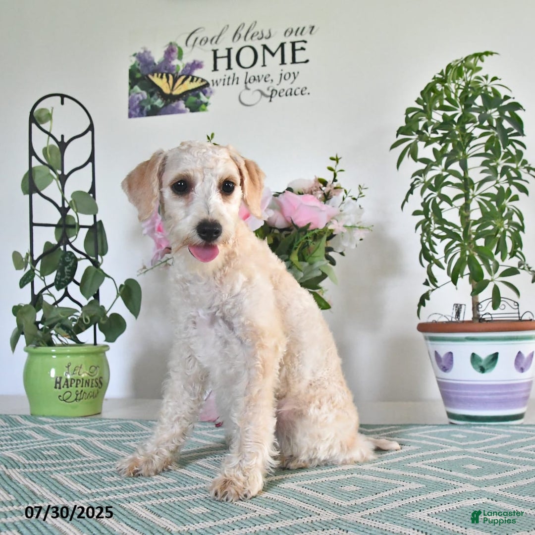 Schnoodle dogs for sale: Stacy - Image 10