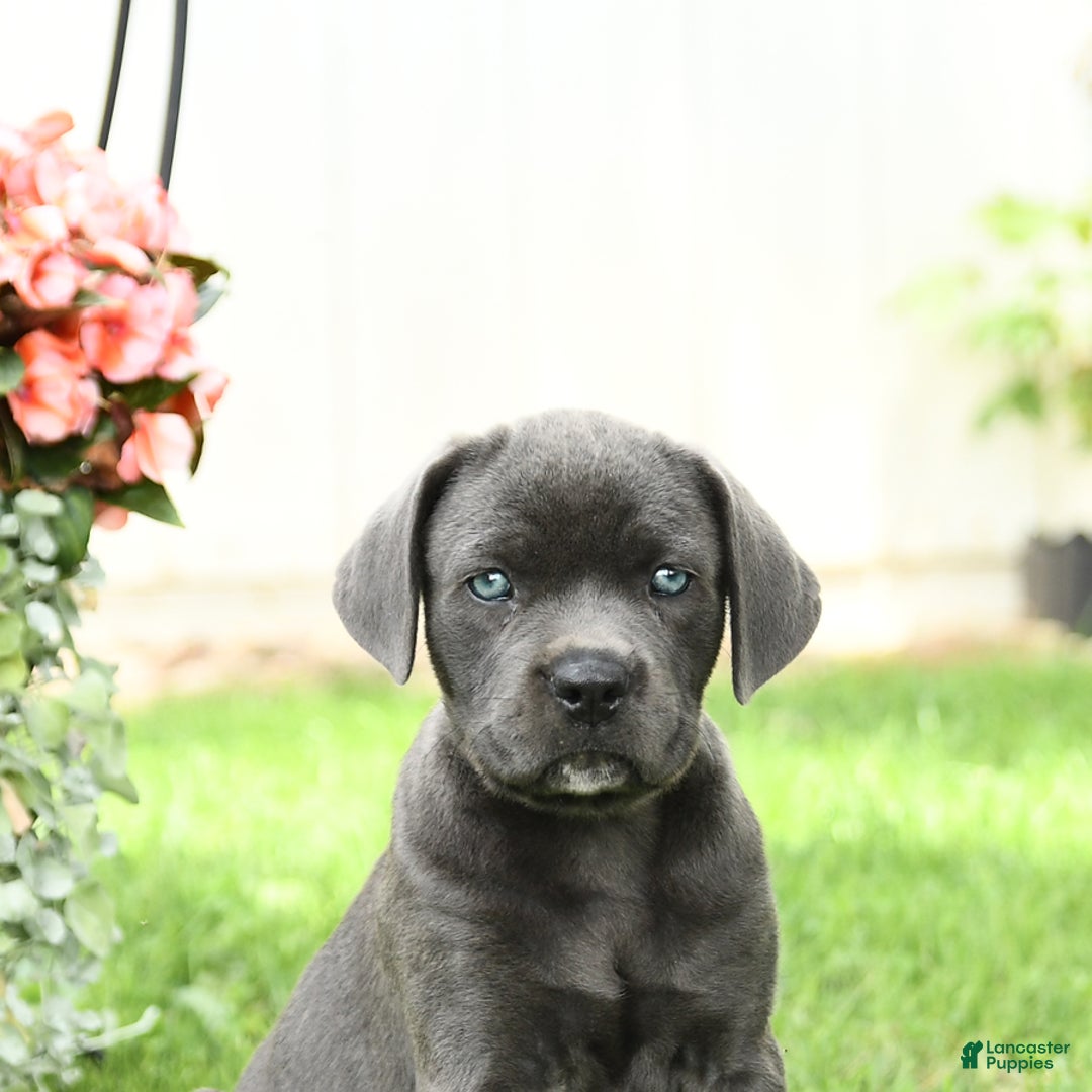 Cane Corso dogs for sale: Beverly - Image 1