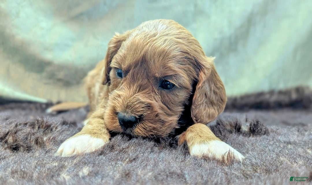 Cavapoo dogs for sale: Garrett - Image 13