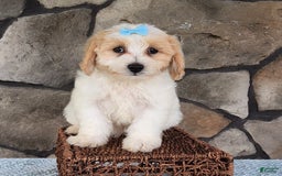 Bichpoo dogs for sale: Easton - Image 1