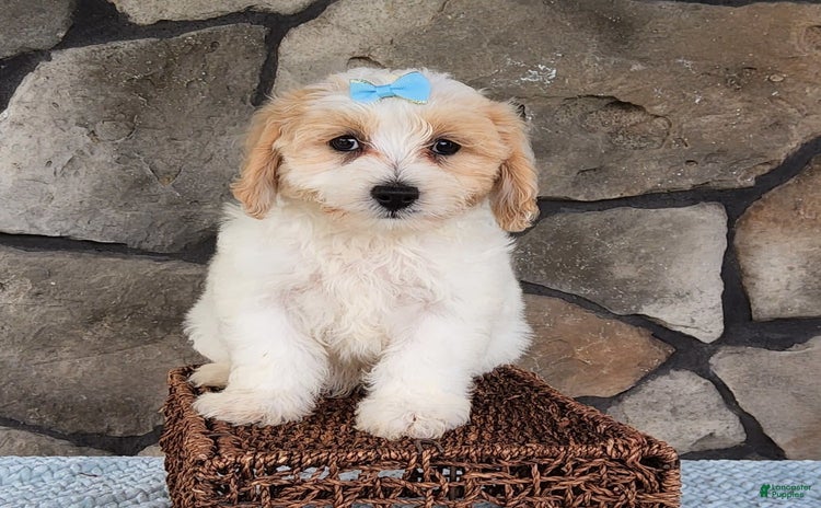 Bichpoo dogs for sale - Ad 2