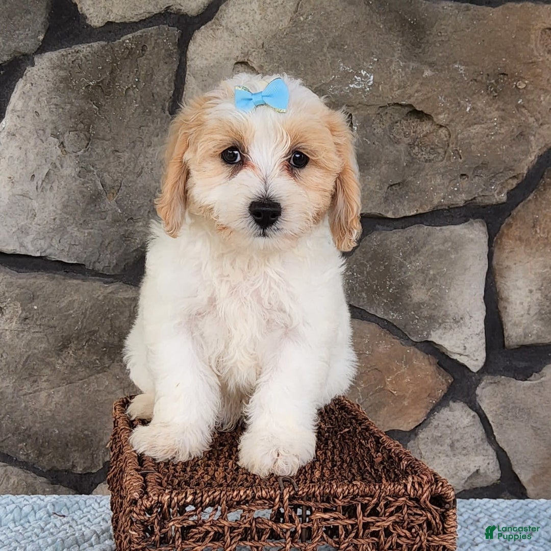 Bichpoo dogs for sale: Easton - Image 1