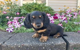 Miniature Dachshund dogs for sale: Miles - Image 4