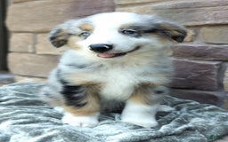Miniature Australian Shepherd dogs for sale: Hendrik - Image 8