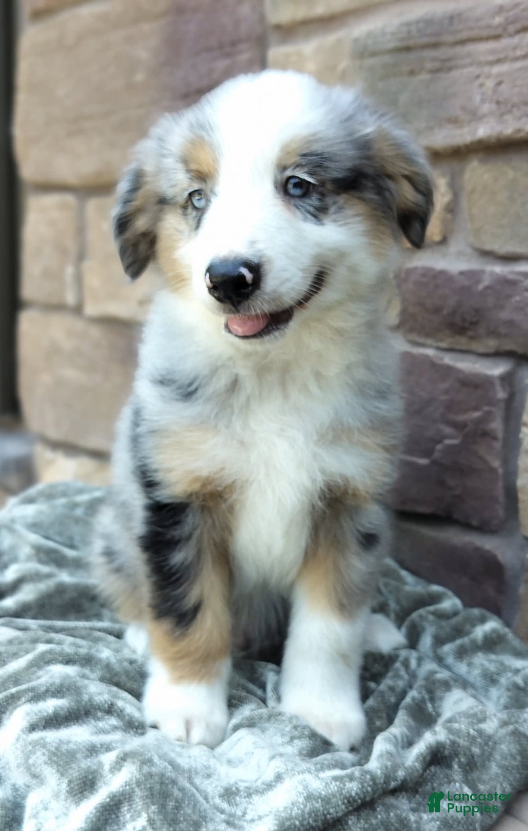 Miniature Australian Shepherd dogs for sale: Hendrik - Image 8