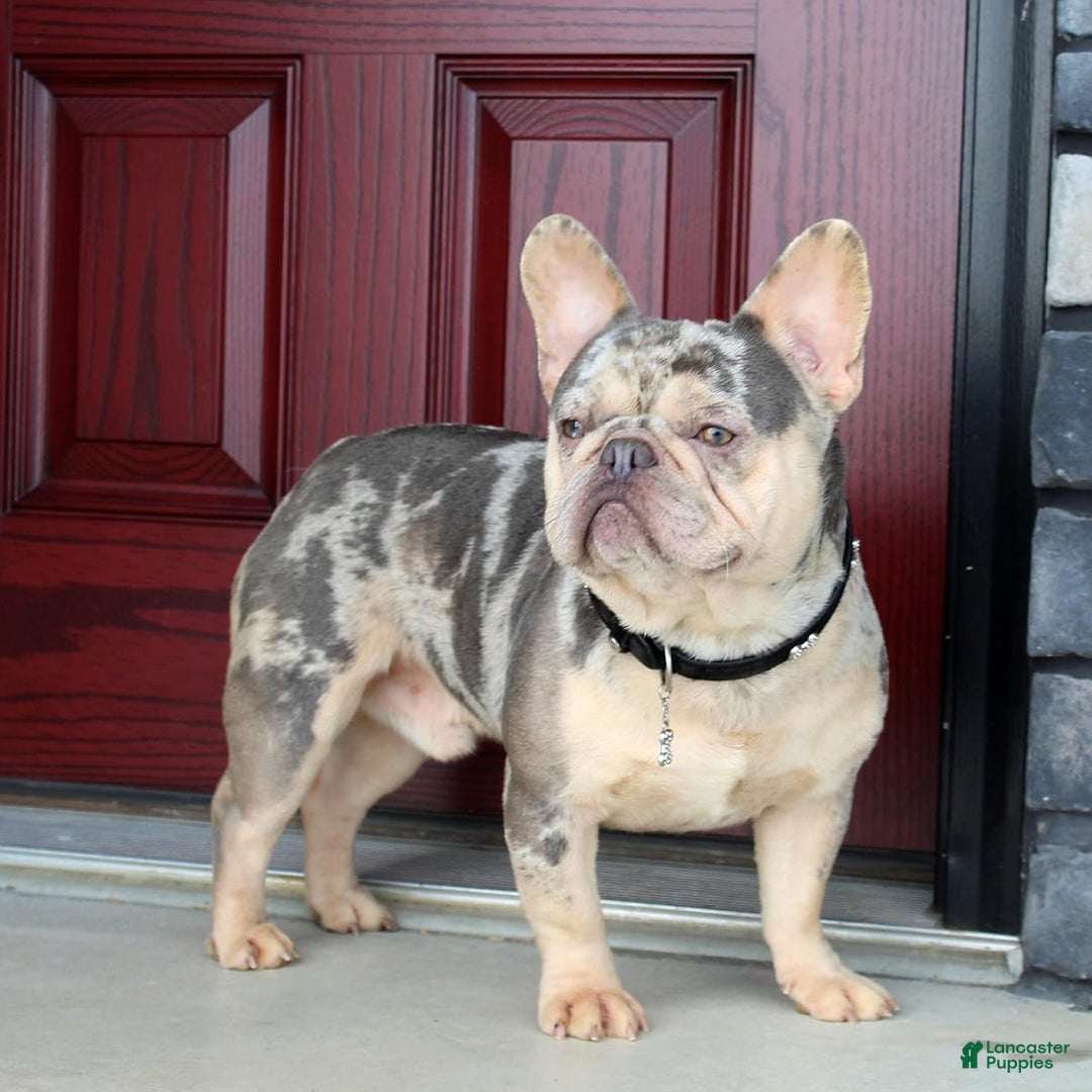 French Bulldog dogs for sale: Millie - Image 17