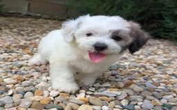 Teddy Bear dogs for sale: Cloud - Image 12
