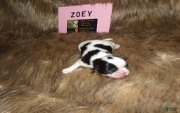 Shih Tzu dogs for sale: Zoey - Image 2