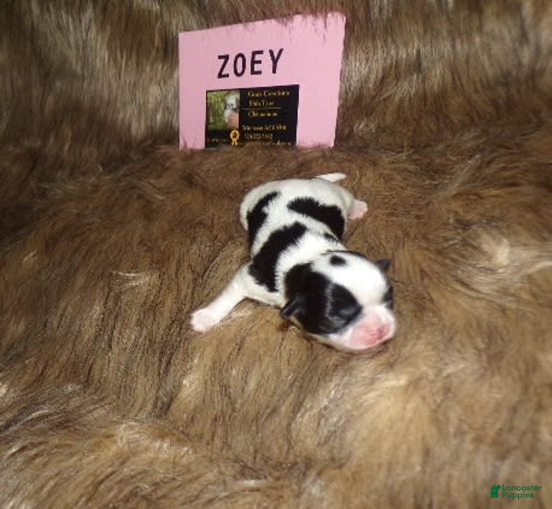 Shih Tzu dogs for sale: Zoey - Image 2