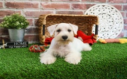 Miniature Schnauzer dogs for sale: Charles - Image 6
