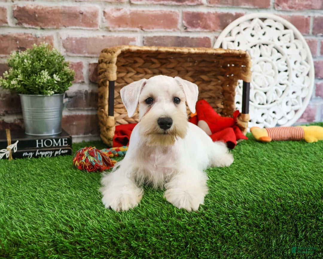 Miniature Schnauzer dogs for sale: Charles - Image 6