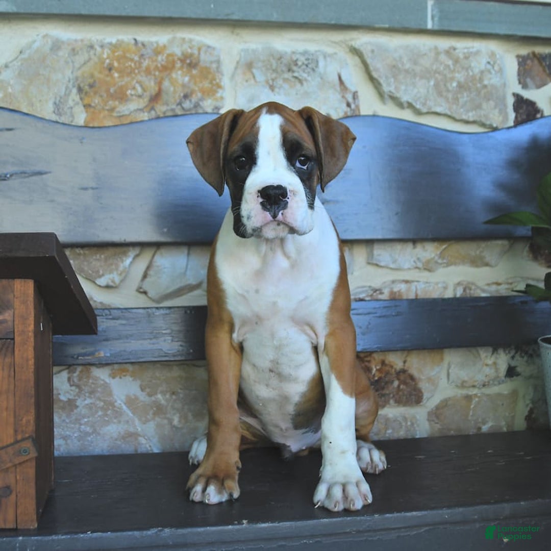 Boxer dogs for sale: Flynn - Image 4
