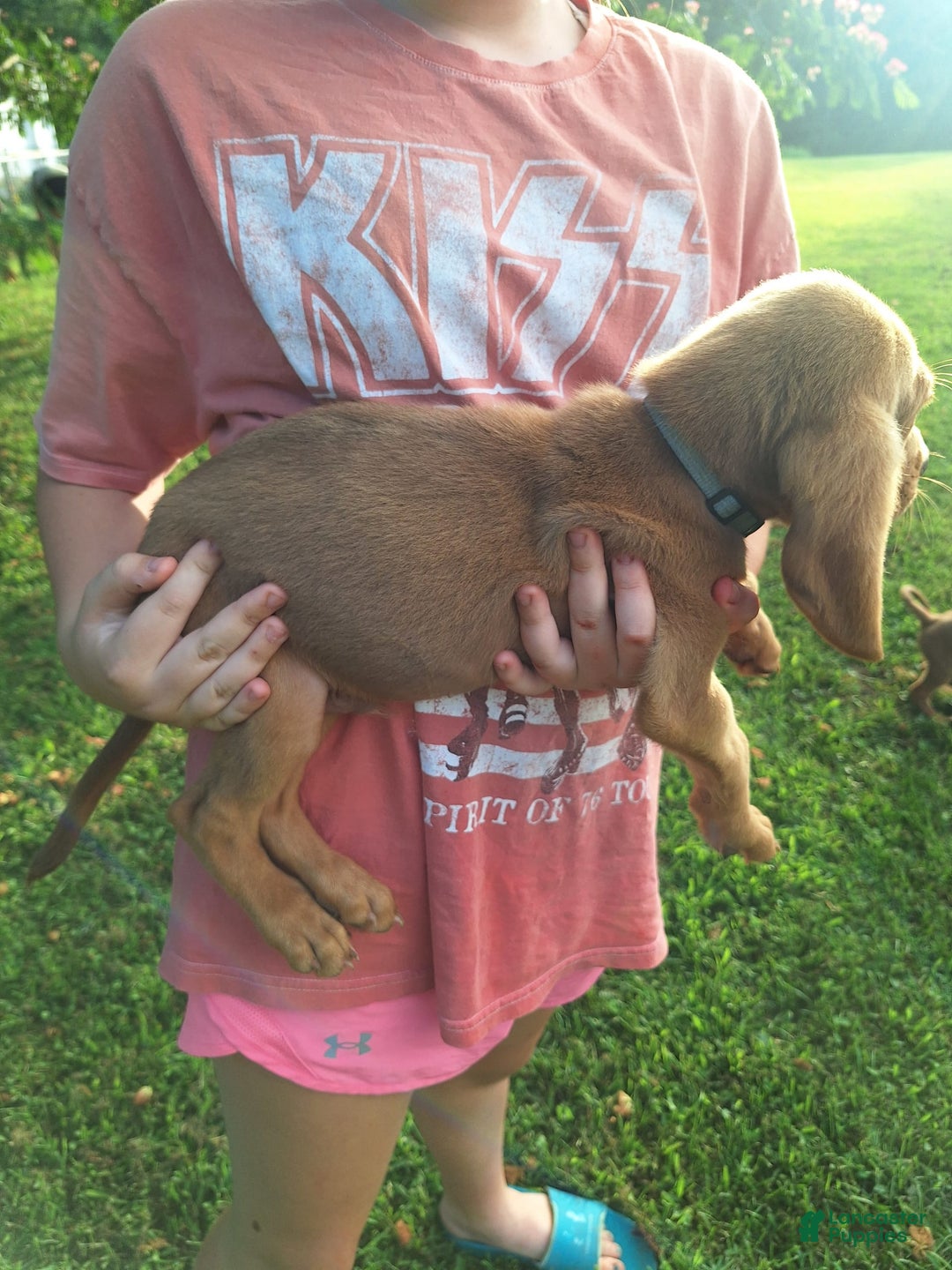 Bloodhound dogs for sale: Light Blue - Image 8