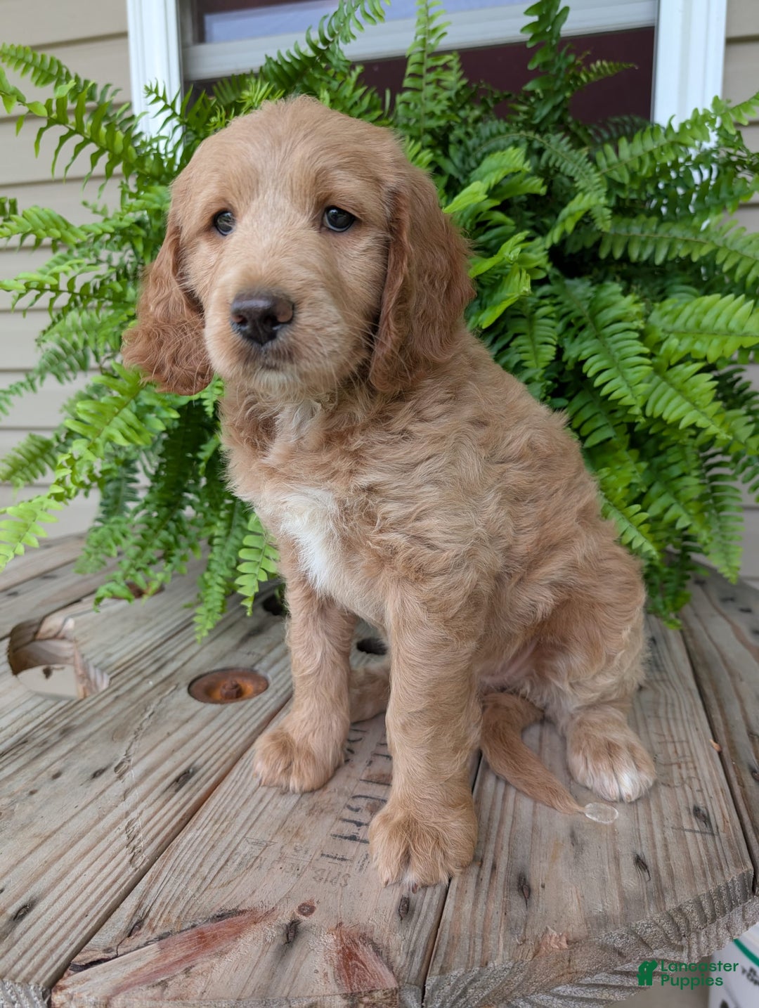 Goldendoodle dogs for sale: Lolly - Image 42