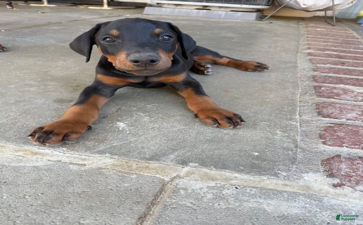 Doberman Pinscher dogs for sale - Ad 2