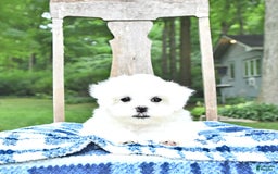 Maltese dogs for sale: Kai - Image 14
