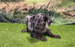 Catahoula Leopard Dog dogs for sale: Houdini 2025 Male 2 - Image 5