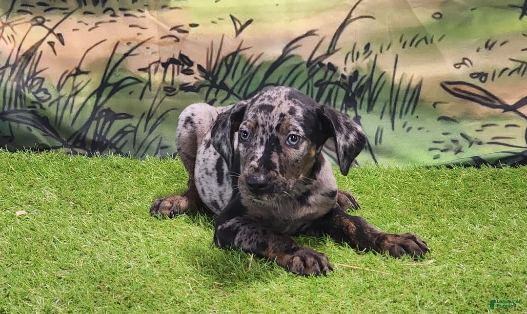 Catahoula Leopard Dog dogs for sale: Houdini 2025 Male 2 - Image 5