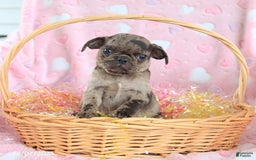 Pug dogs for sale: Alex - Image 1