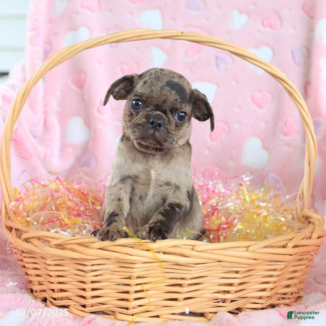 Pug dogs for sale: Alex - Image 1