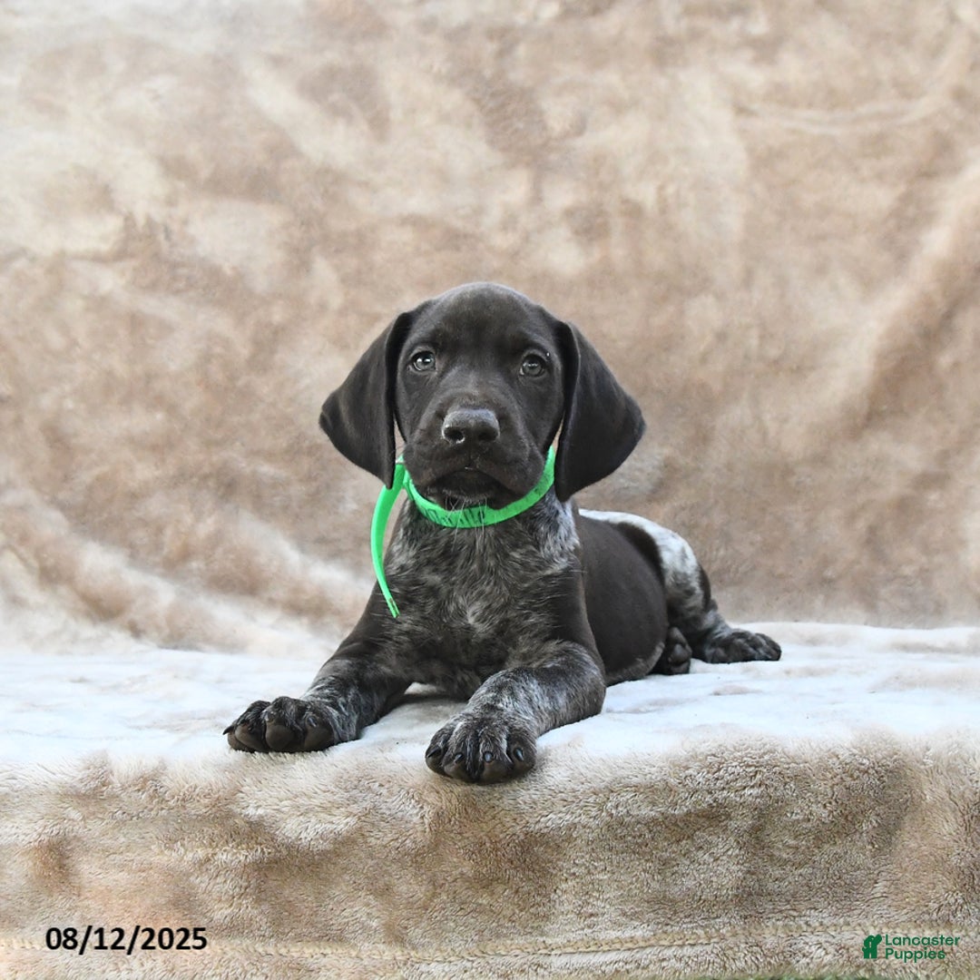 German Shorthaired Pointer dogs for sale: Nashville - Image 1