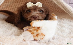 Cockapoo dogs for sale: Bailey - Image 3
