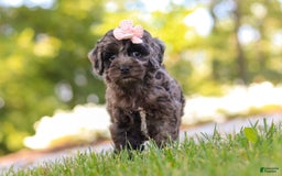 Cockapoo dogs for sale: Indy - Image 3
