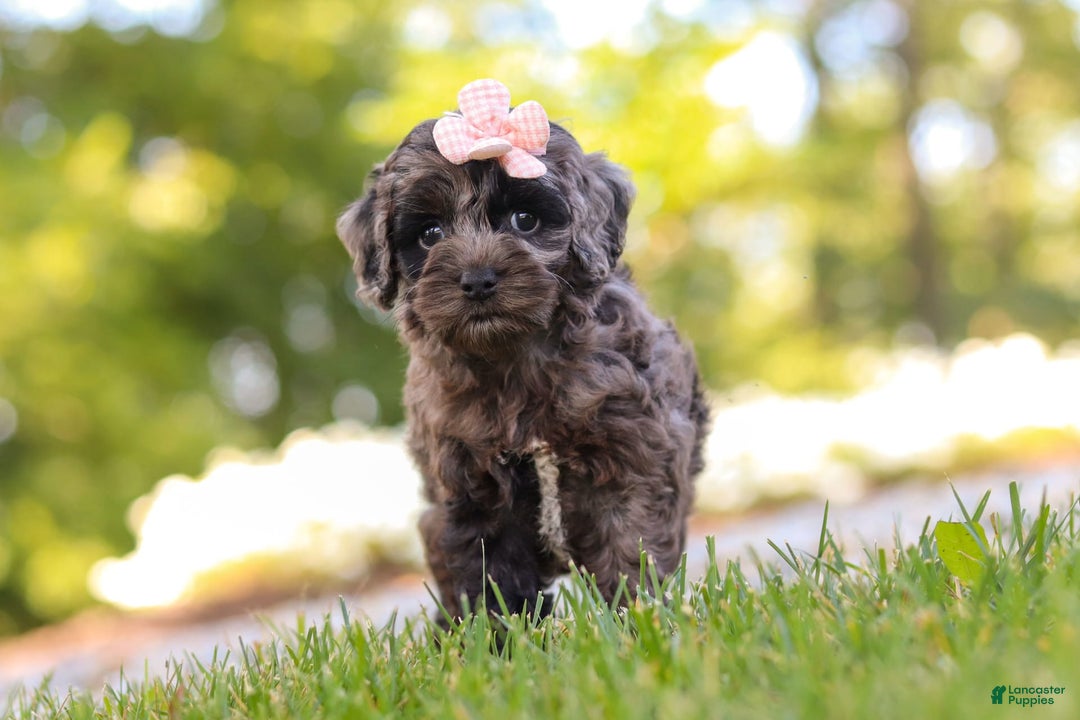 Cockapoo dogs for sale: Indy - Image 3