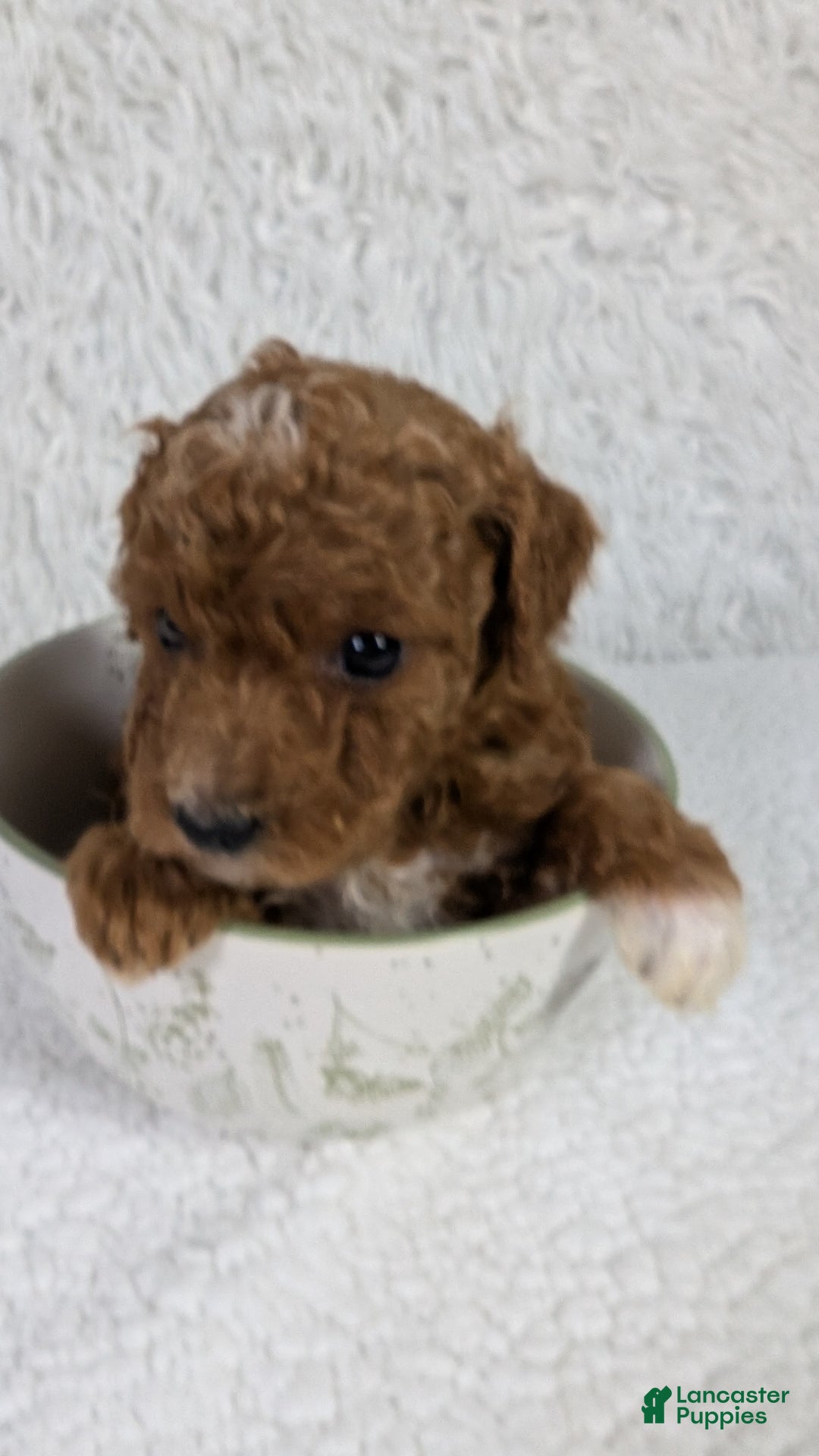Mini Goldendoodle dogs for sale: Maizy Pink Collar Toy Size - Image 2