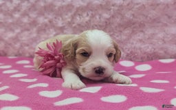 Cockapoo dogs for sale: Chris - Image 2