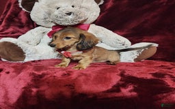 Miniature Dachshund dogs for sale: JOSIE - Image 3